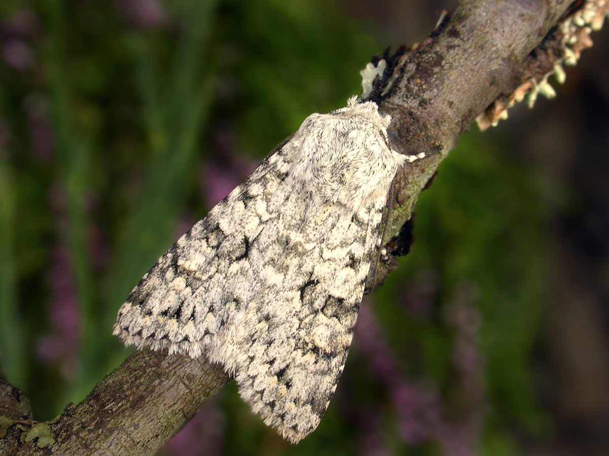 Grey Ci, a small, furry moth. It has cream and dark brown colouring and sits with its wings closed on a twig.