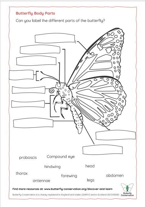 An image of the body parts worksheet