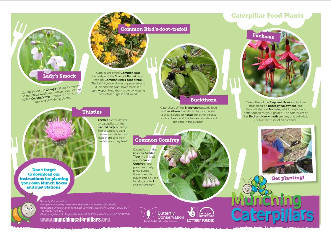 An image of the caterpillar food plants guide
