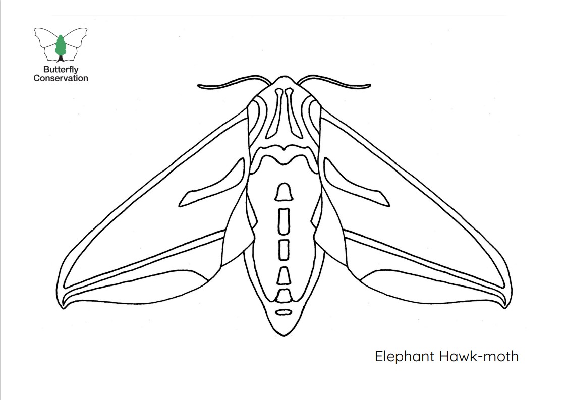 Image of Elephant Hawk-moth colouring in