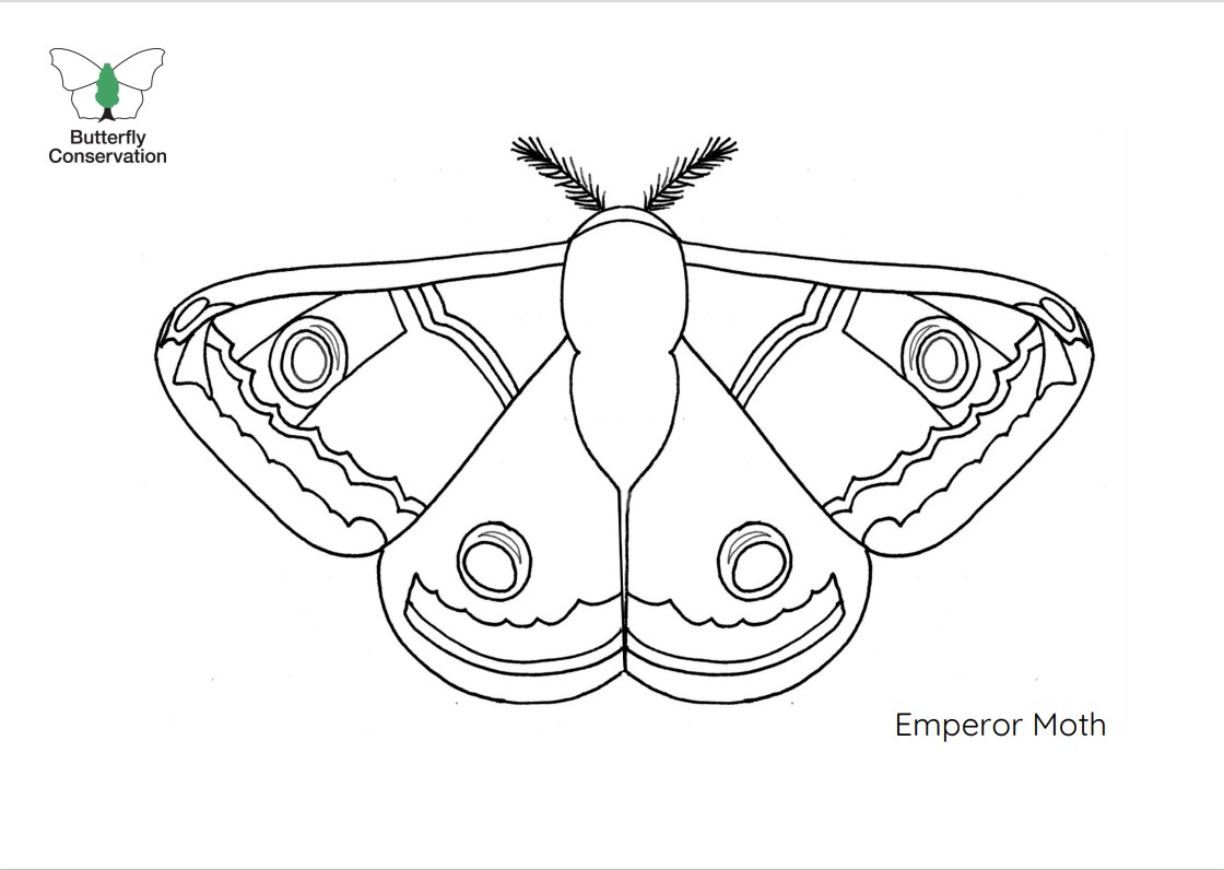 Image of Emperor Moth colouring in