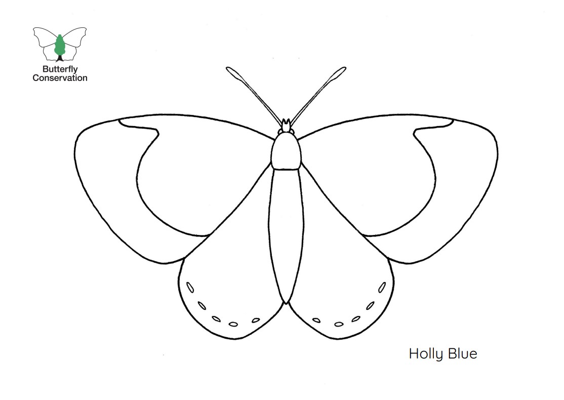 Image of Holly Blue butterfly