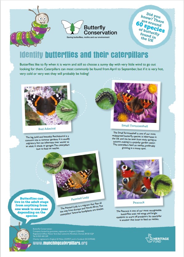 An image of the butterfly ID guide
