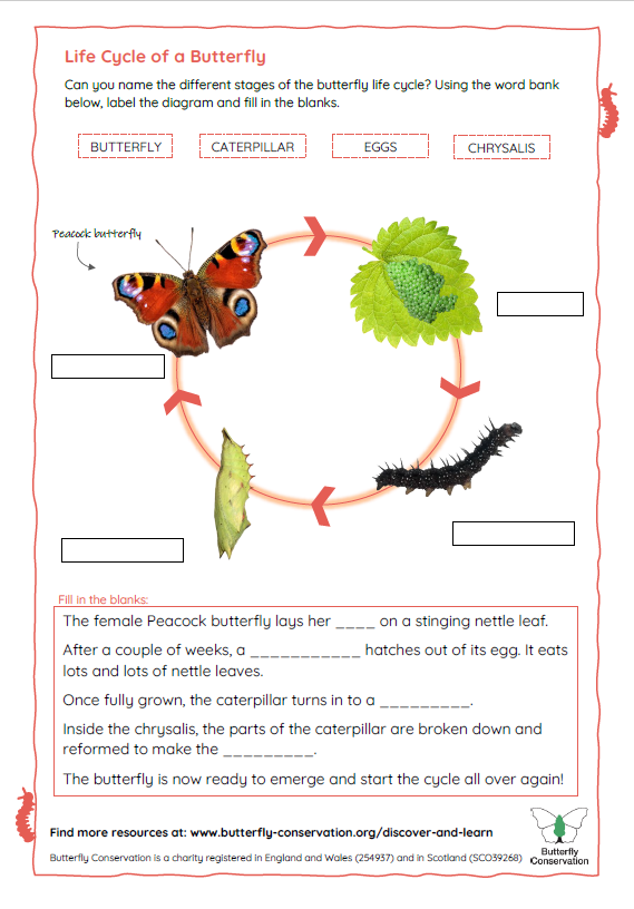 Life cycle worksheet (ages 5-7)