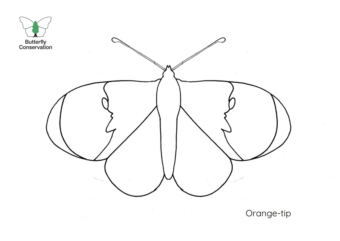 Image of the Orange-tip colouring in 