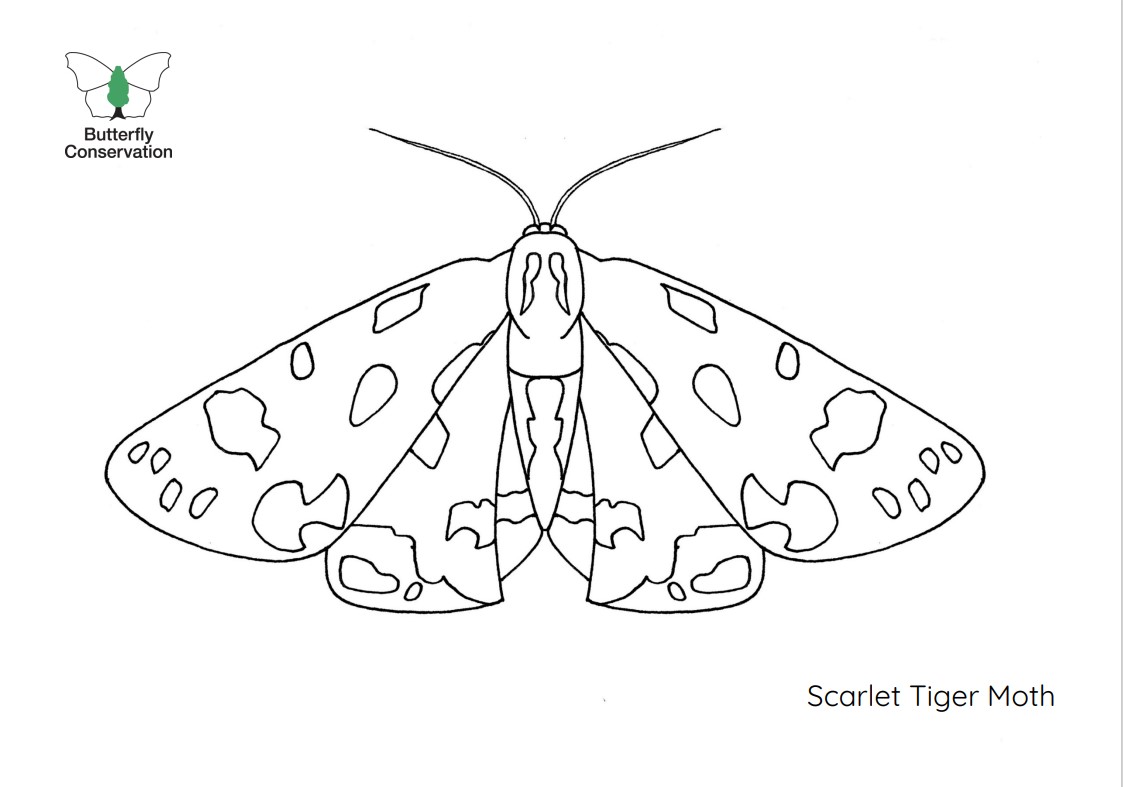 Image of Scarlet Tiger Moth colouring in