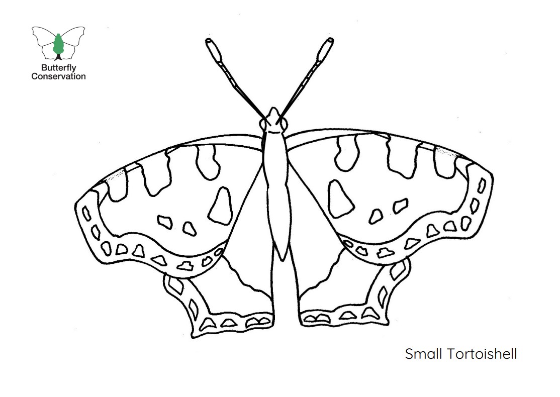 Image of Small Tortoishell Colouring in
