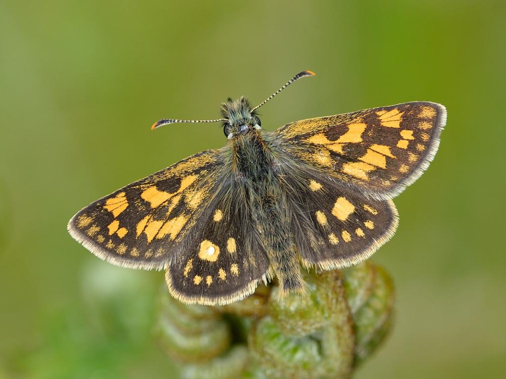 Chequered Skipper, brown and yellow butterfly, sits on a leaf