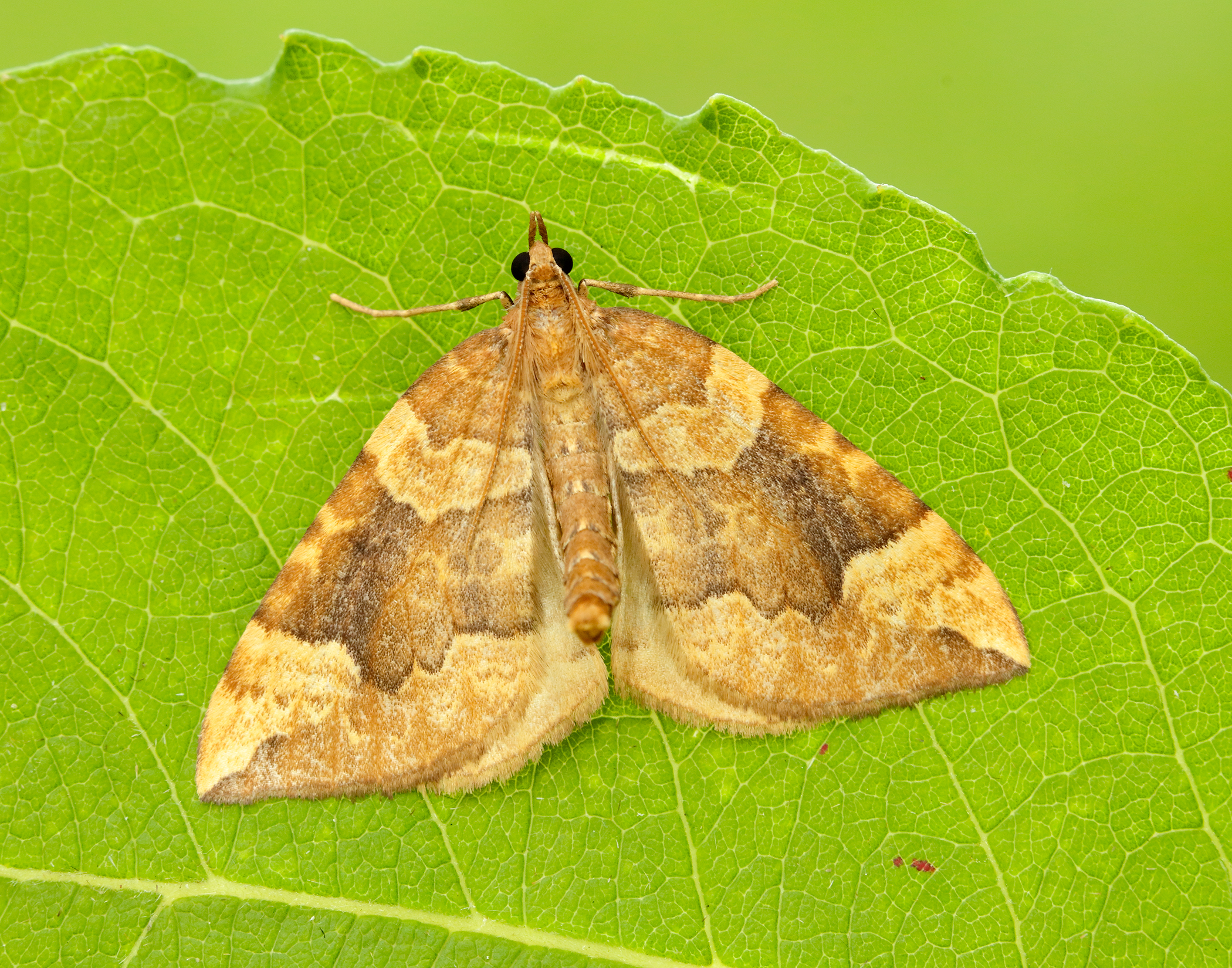 Blotchy yellow moth