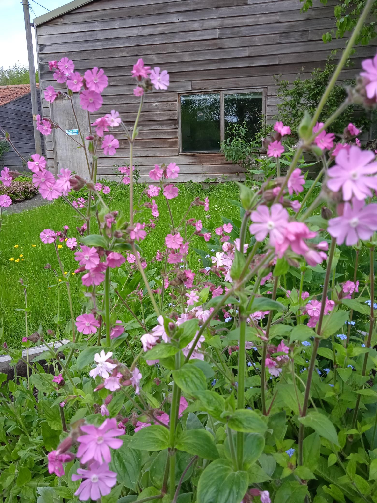 Red_campion (Silene dioica)