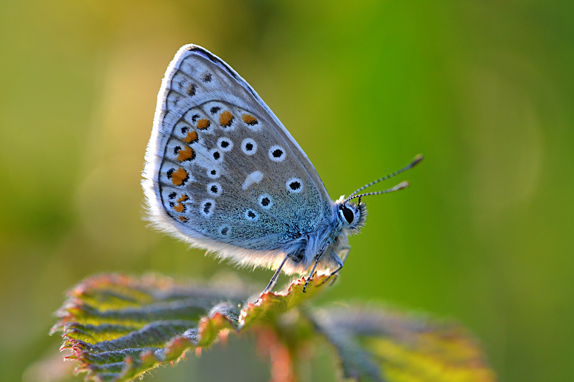 A beautifully back-lit male Common Blue butterfly perched on a leaf