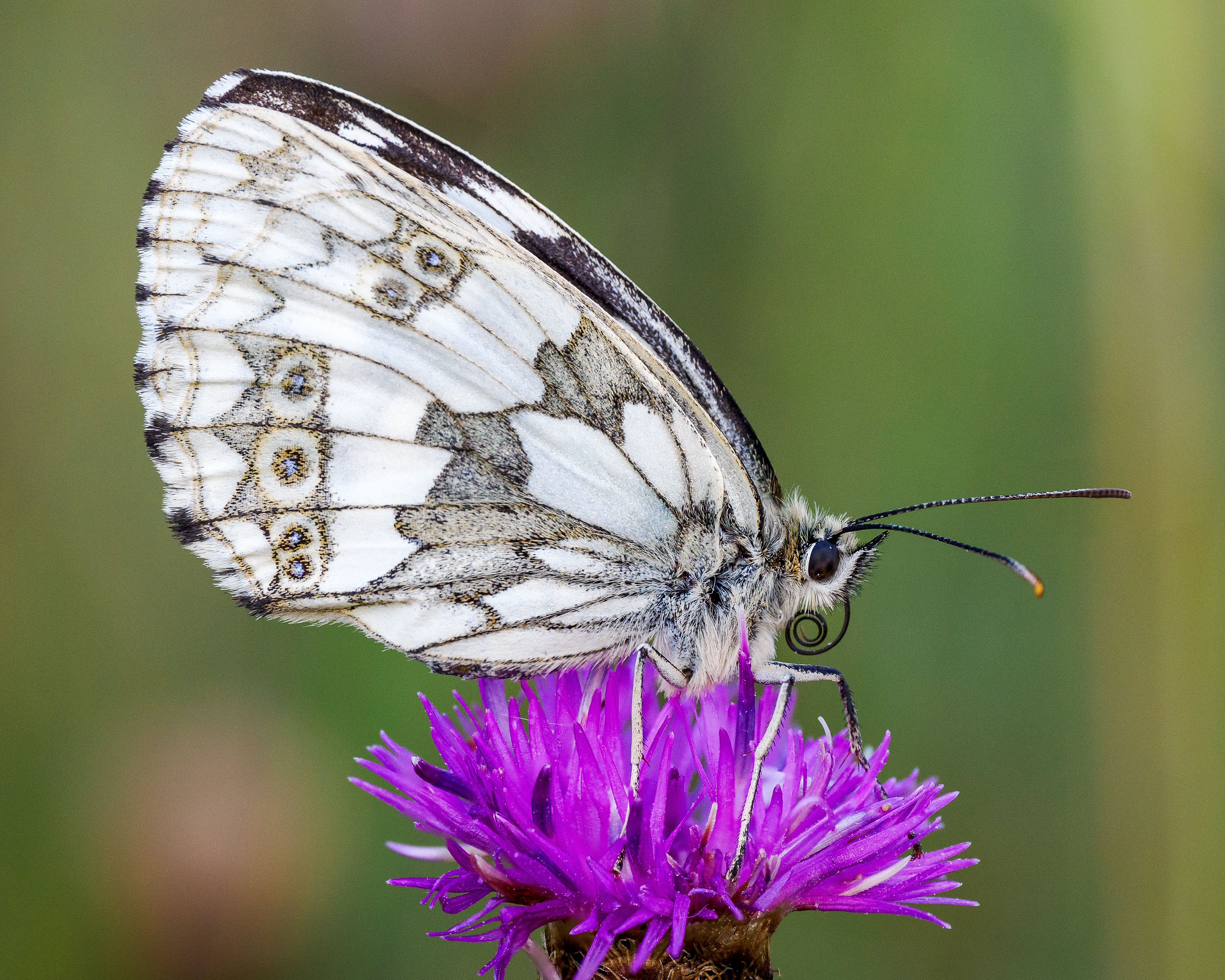 harry_faull_marbled_white