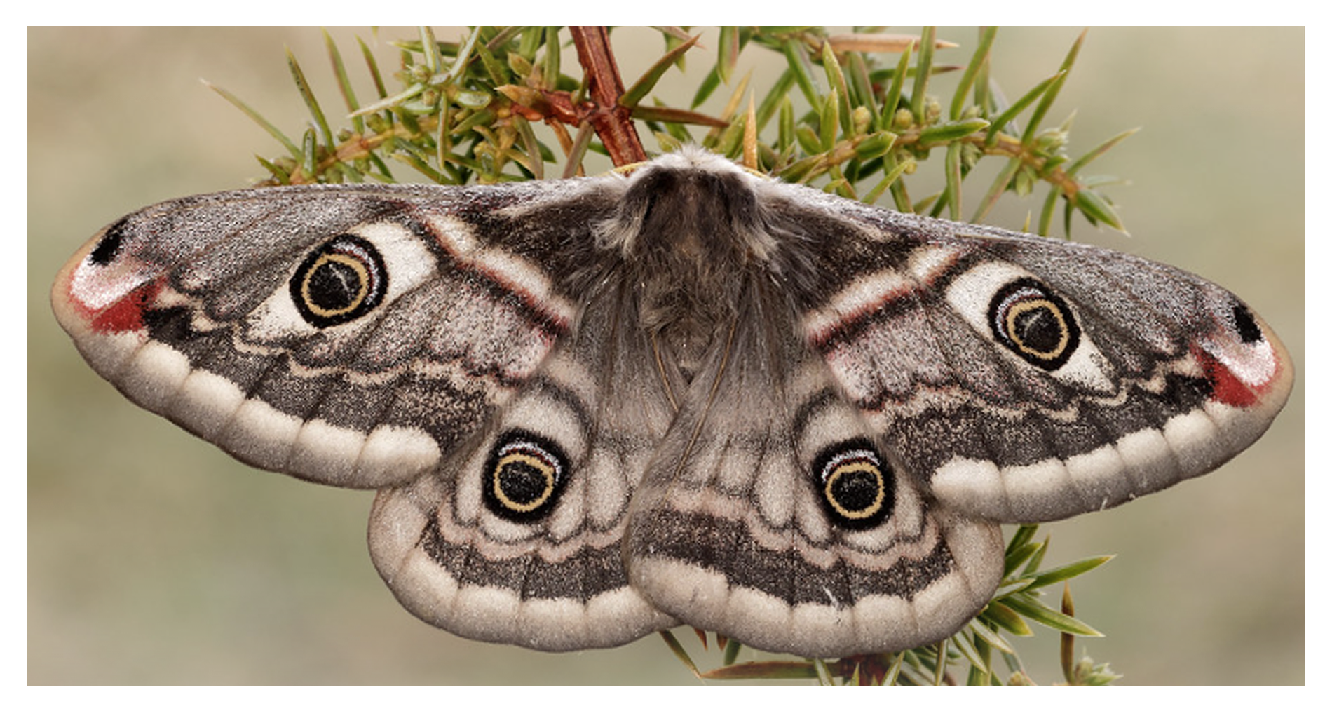 Christmas e-card of emperor moth