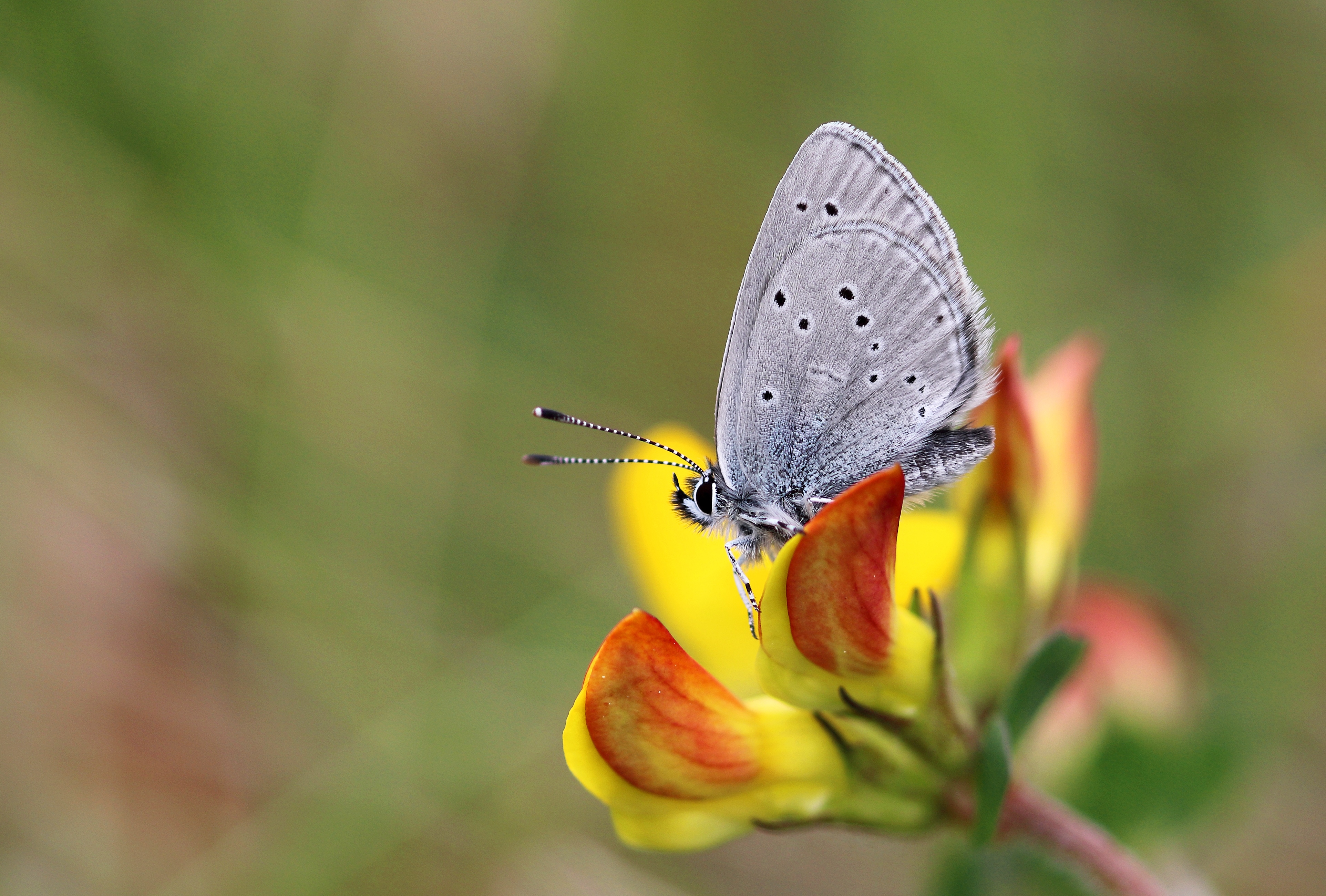 Small Blue butterfly on Kidney Vetch flowers