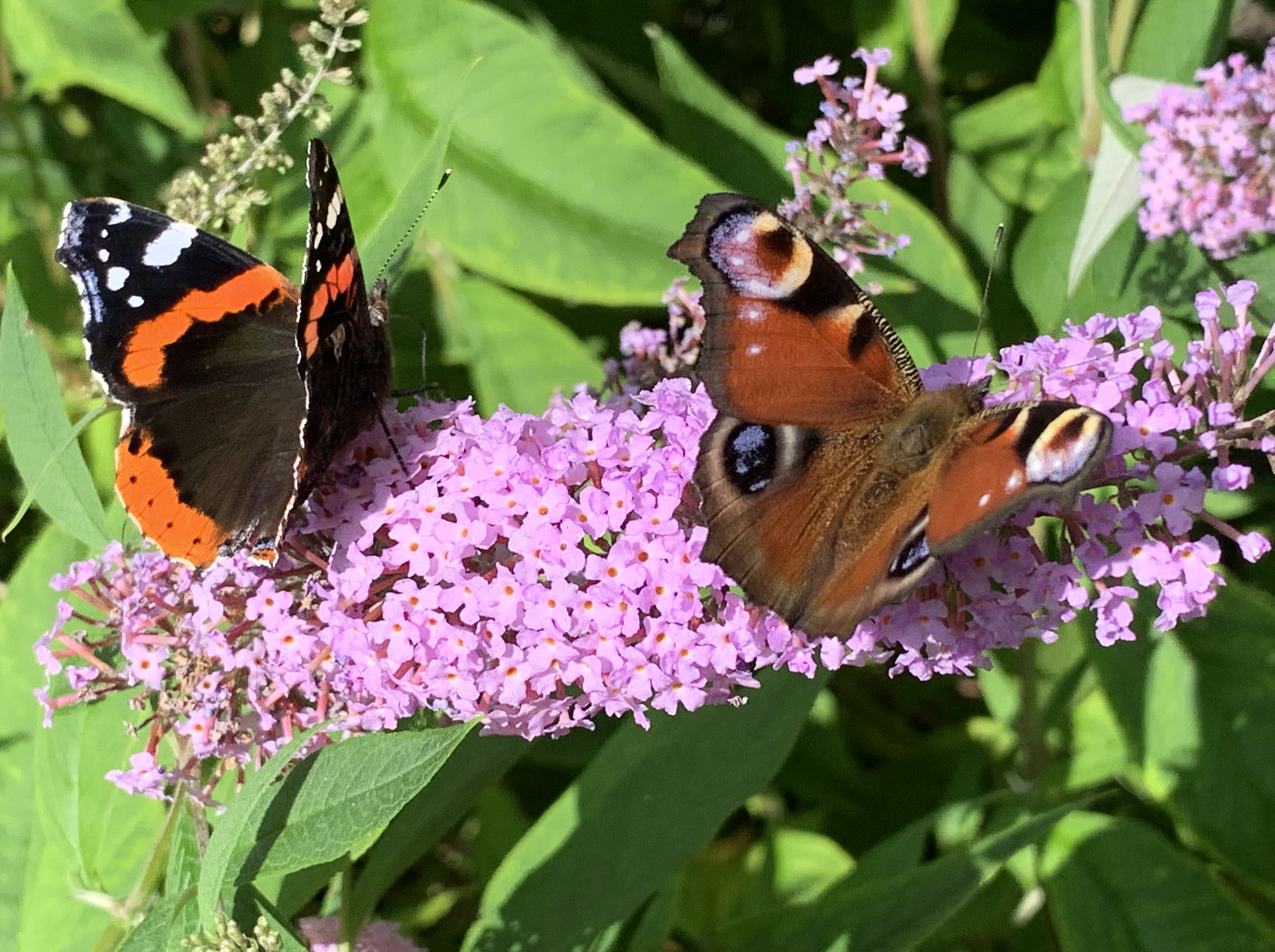 Red Admiral and Peacock