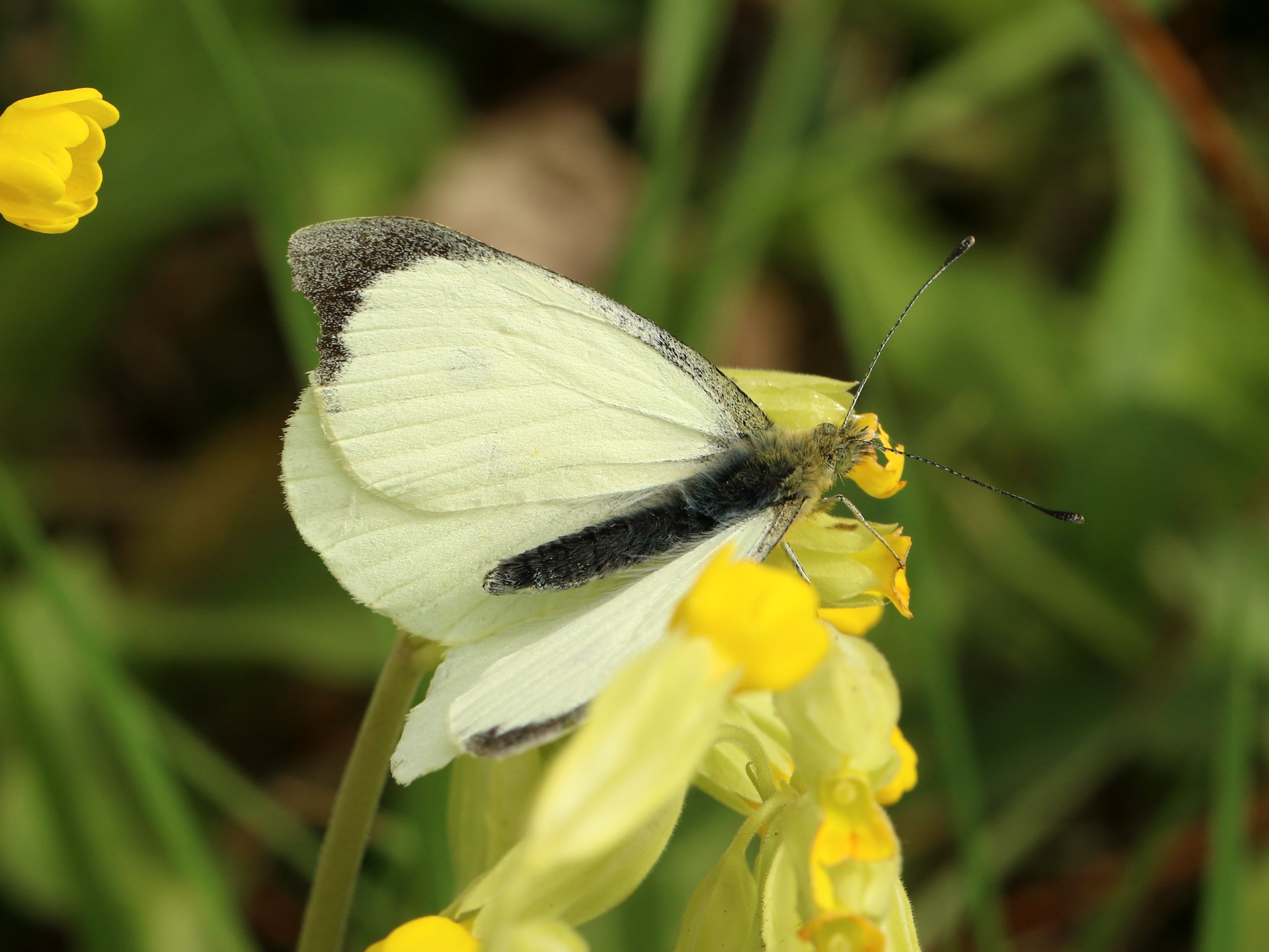 Male Large White (Toby Ludlow)