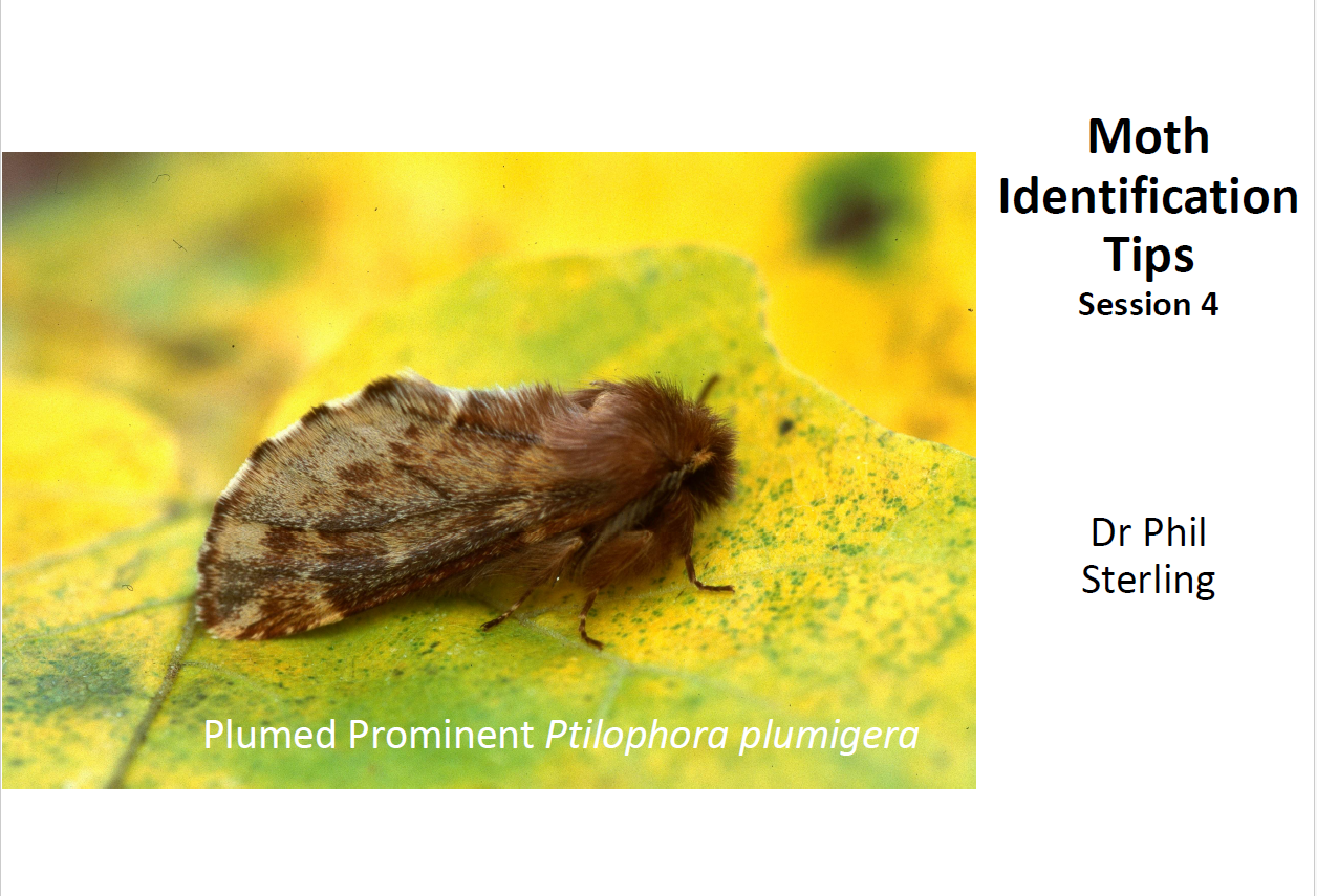 Moth ID Tips PDF