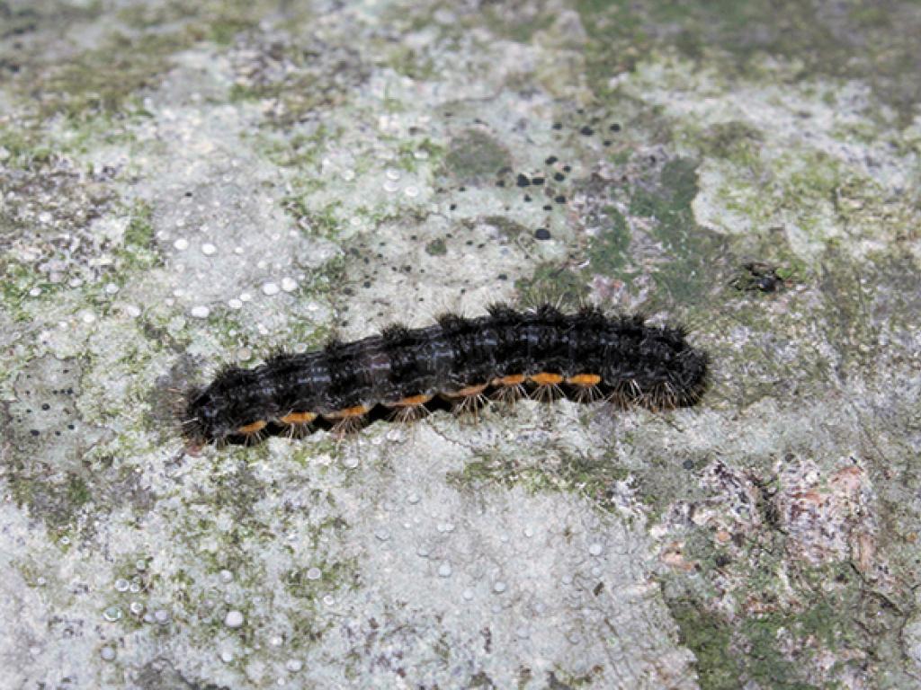 Common Footman (caterpillar)