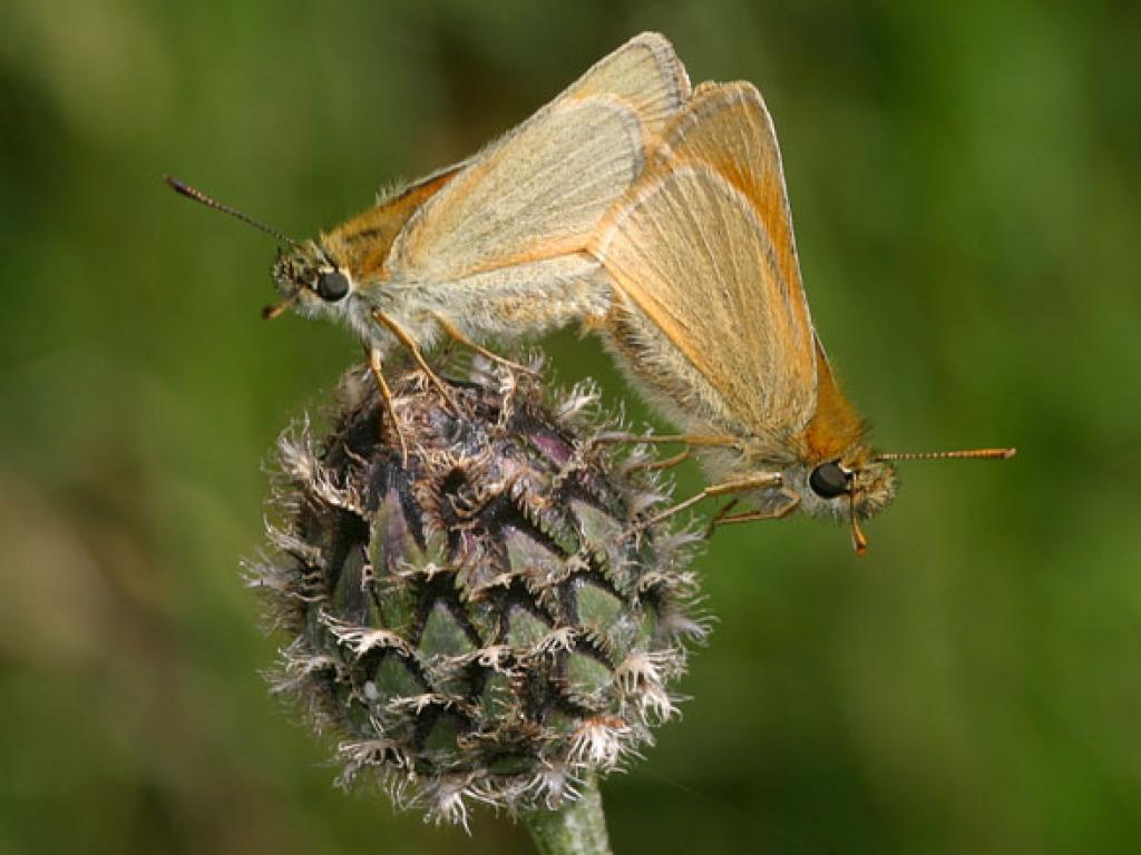Small Skipper (male & female) by Peter Eeles