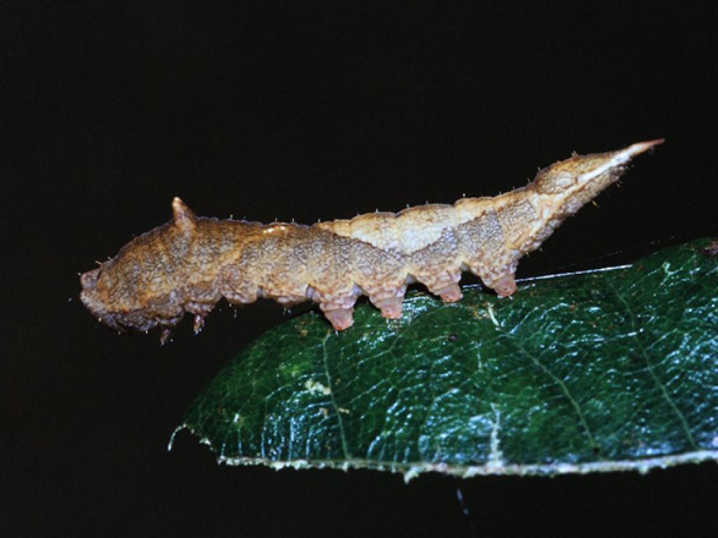 Oak Hook-tip (caterpillar)