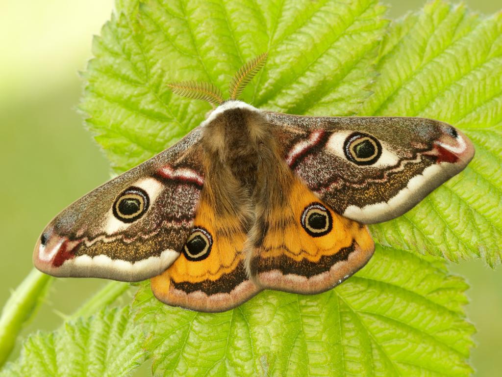 Emperor moth (male) - Iain Leach