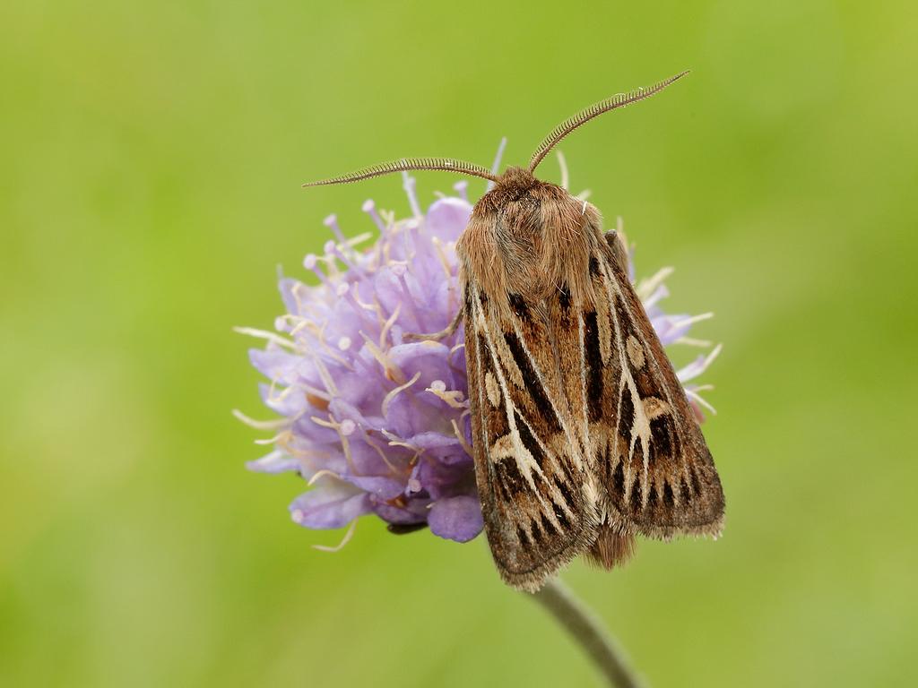 Antler moth - Iain Leach