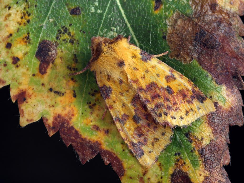 Pink-barred Sallow - Patrick Clement