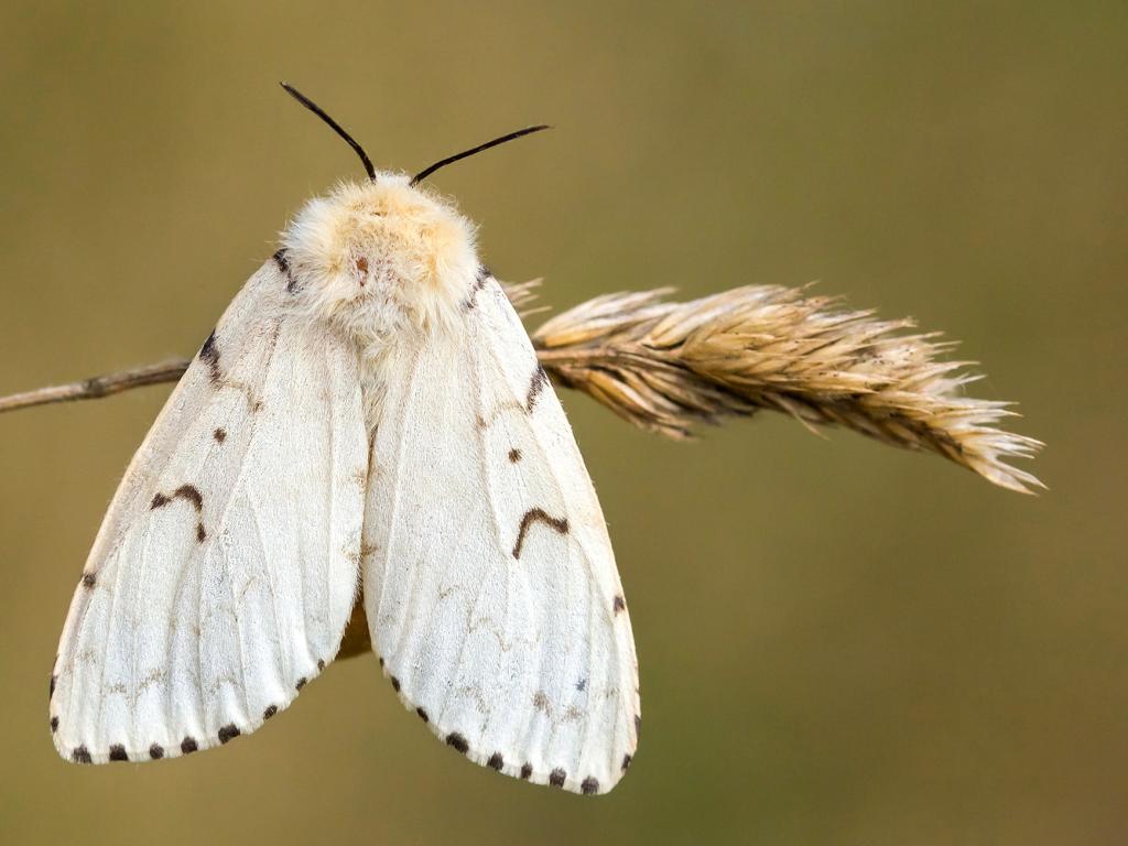 Gypsy moth - Tamás Nestor