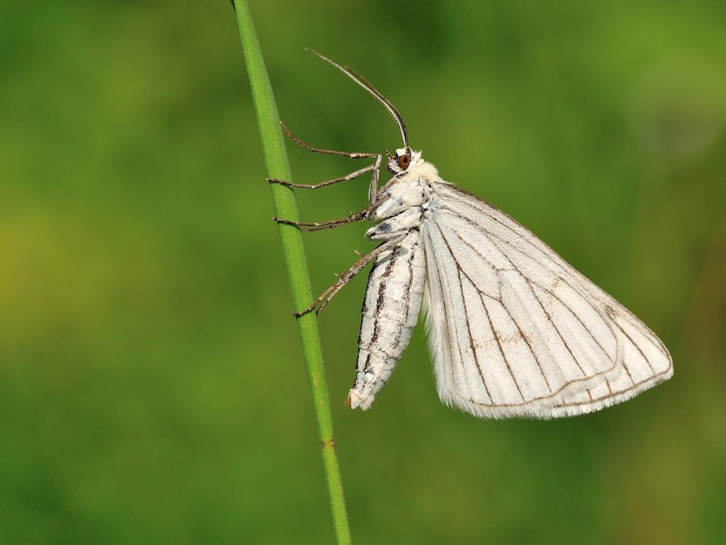 Black-veined moth (underwing) - Bob Eade