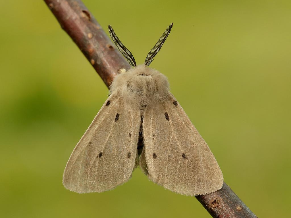 Muslin Moth (male) - Iain Leach