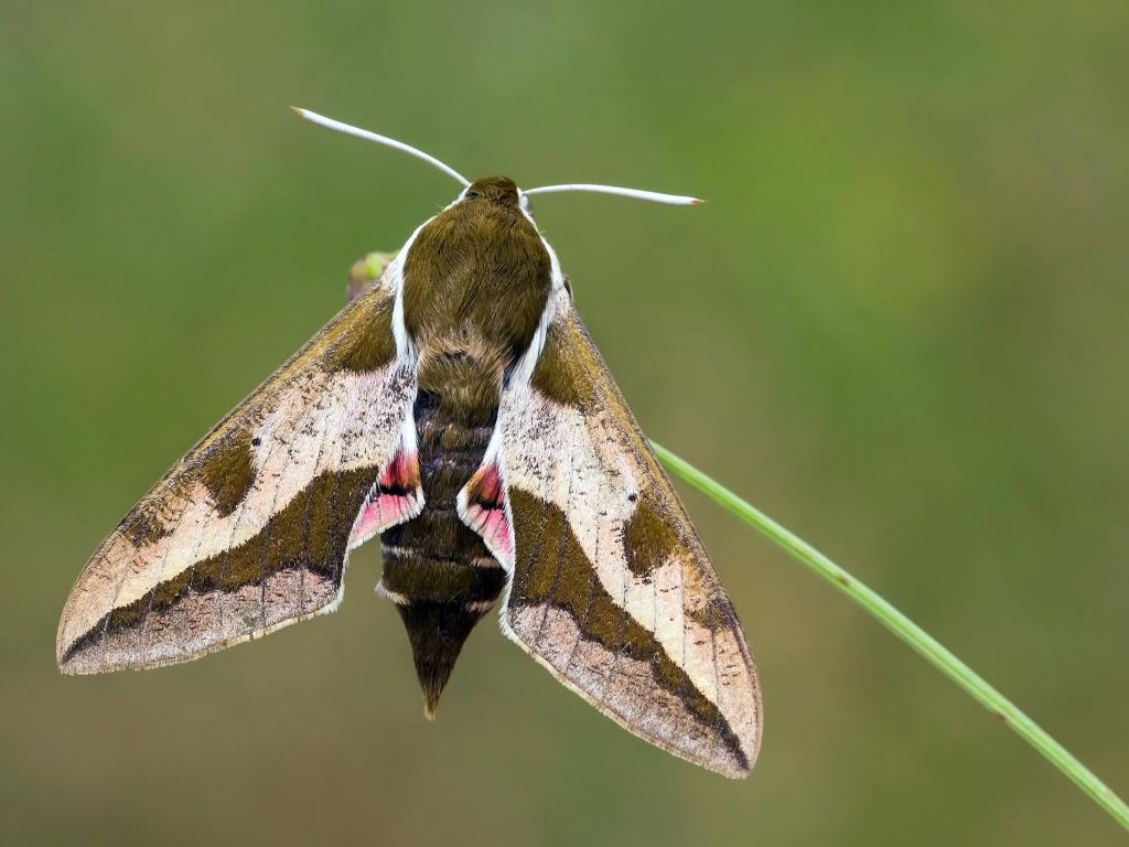 Spurge Hawk-moth - Tamás Nestor