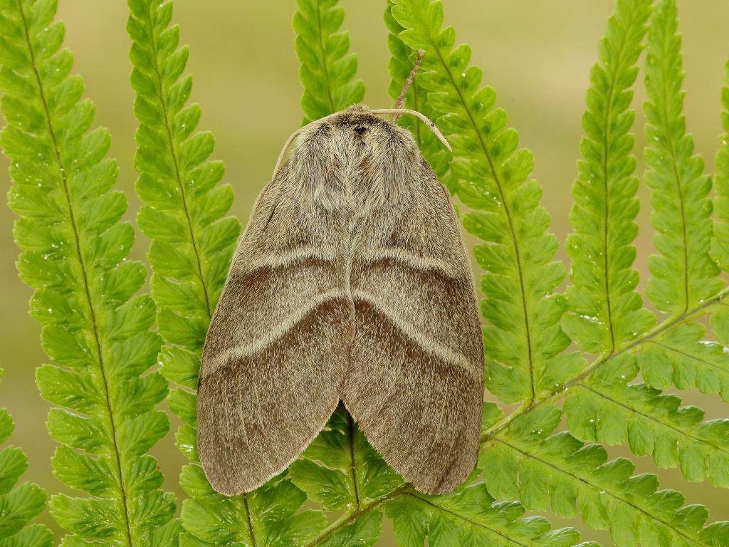 Fox moth (female) - Iain Leach