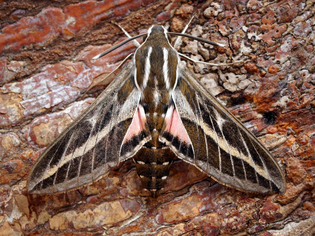 Striped Hawk-moth - Ben Sale