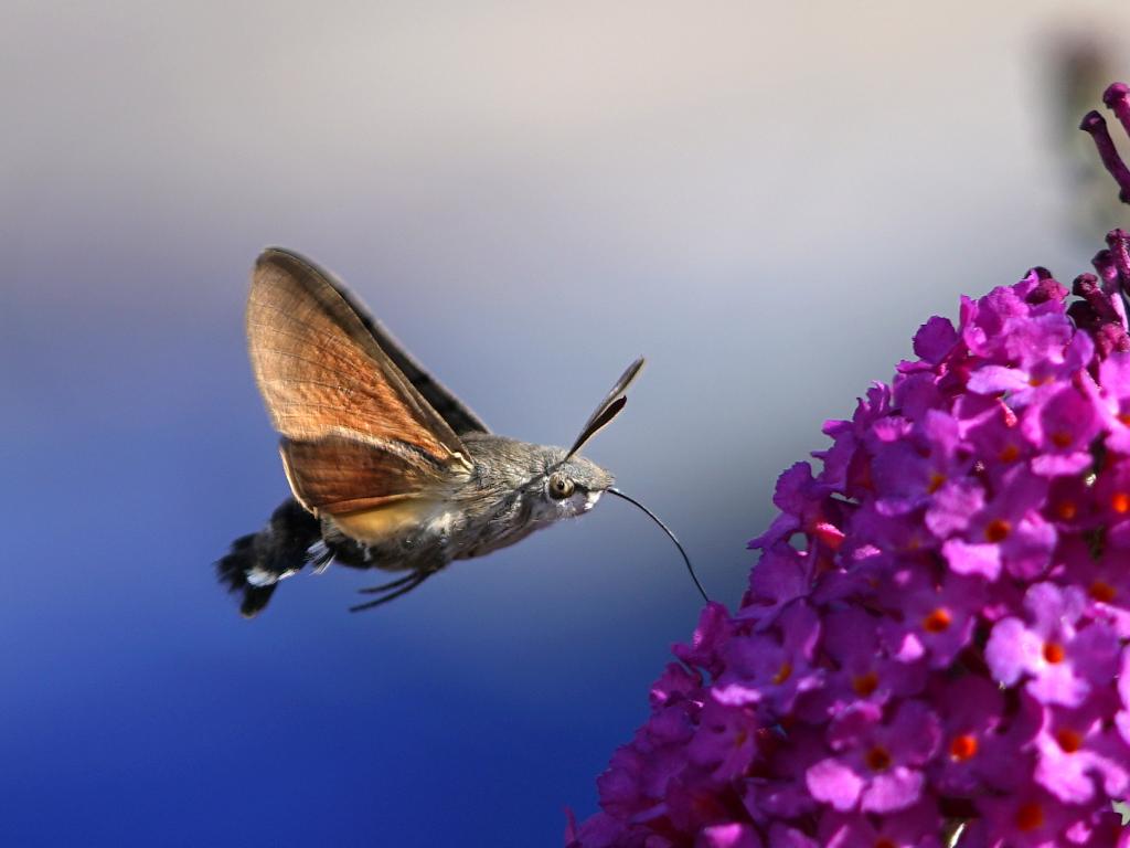 Humming-bird Hawk-moth - Steve Maskell