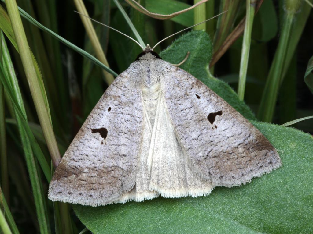 Blackneck moth - Garry Barlow