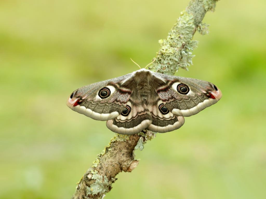 Emperor Moth (female) - Iain H Leach