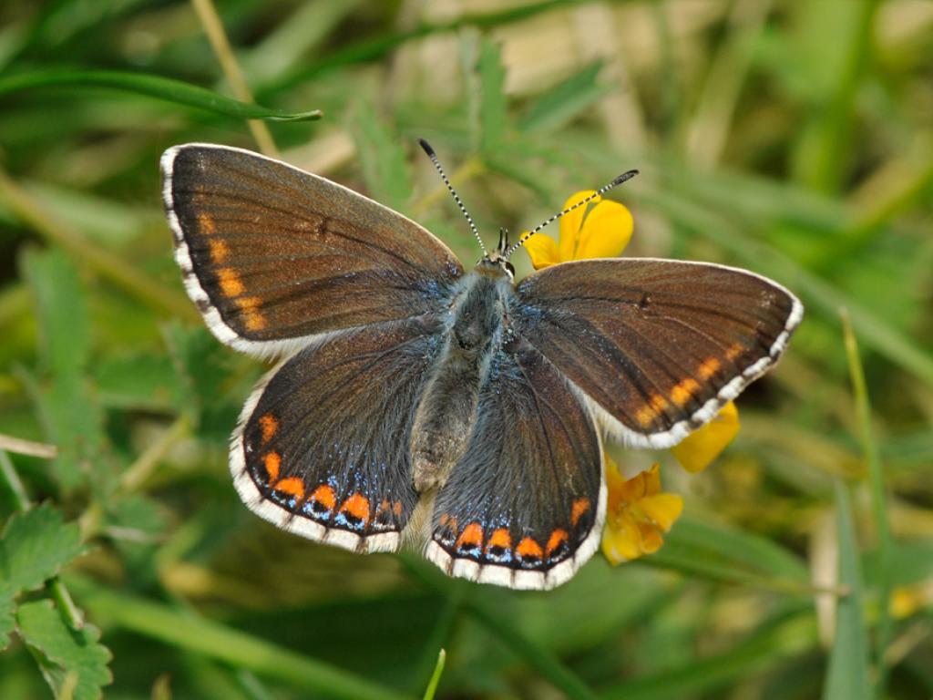 Adonis Blue (female) - Pete Withers
