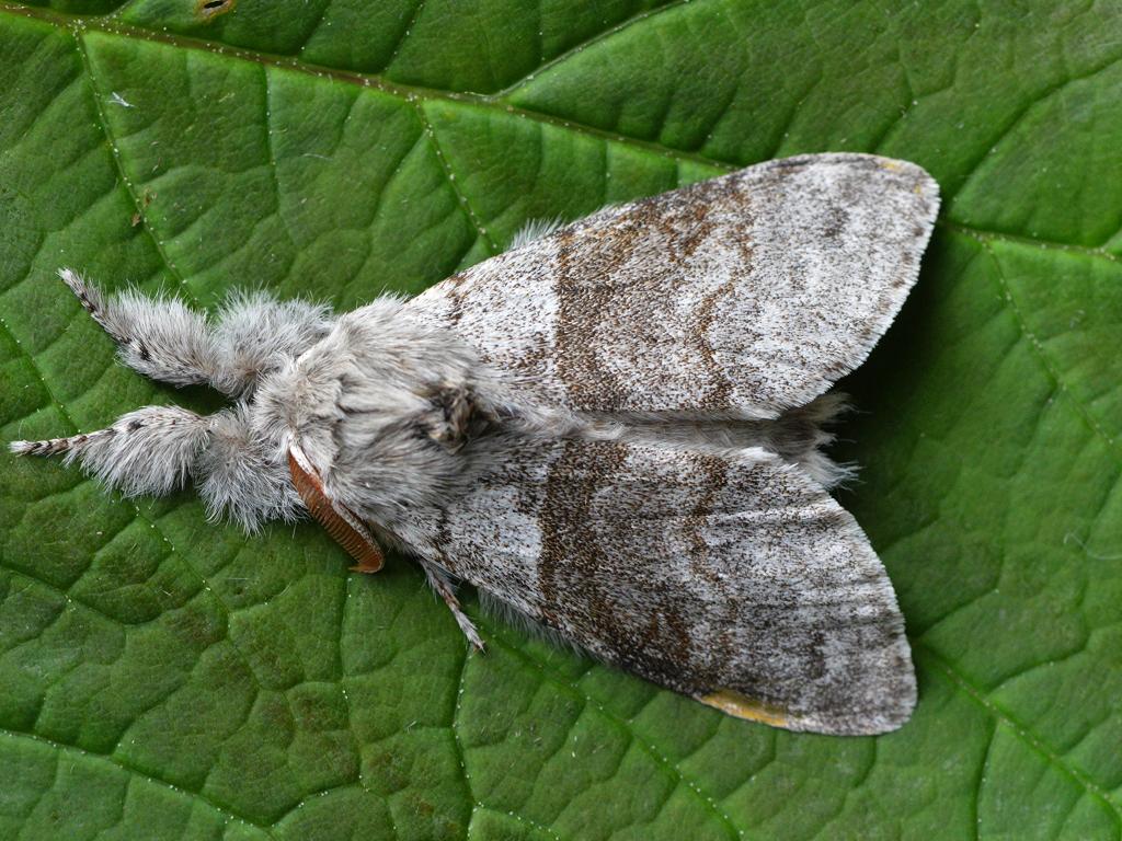 Pale Tussock by Lez Round