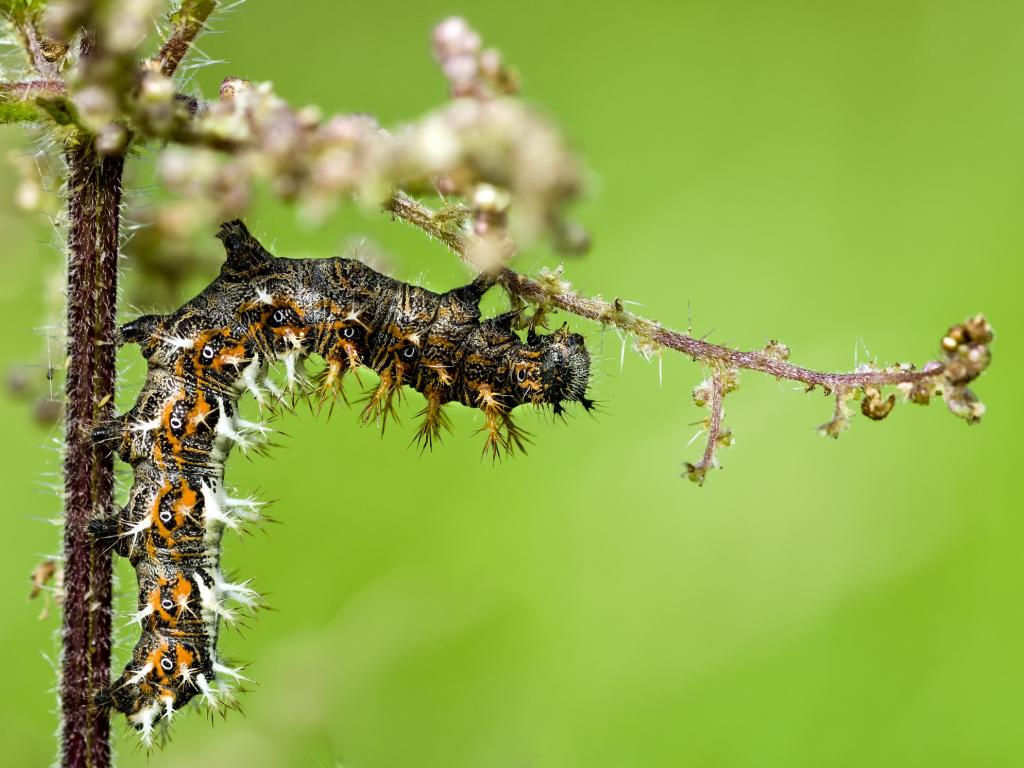 Comma (caterpillar) - Steve Palmer