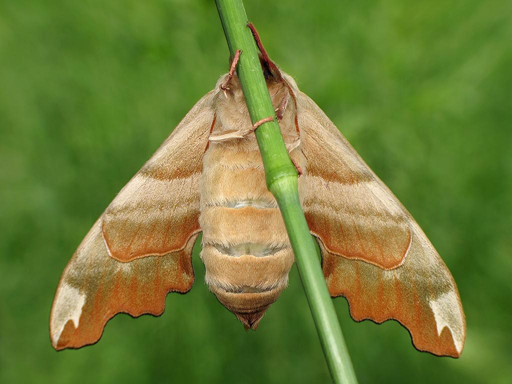 Lime Hawk-moth (underwing) by Ryszard Szczygieł