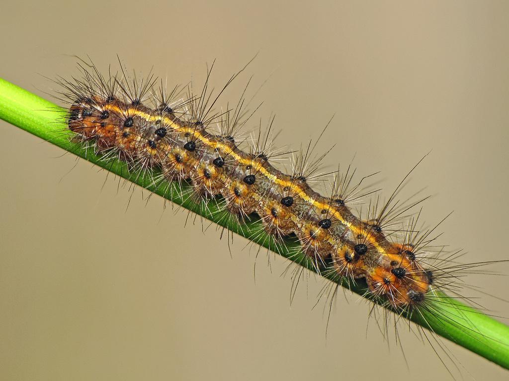 White Ermine (young caterpillar) - Ryszard Szczygieł