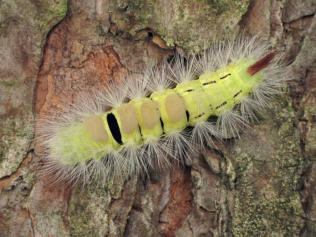 Pale Tussock (caterpillar) by Ryszard Szczygieł