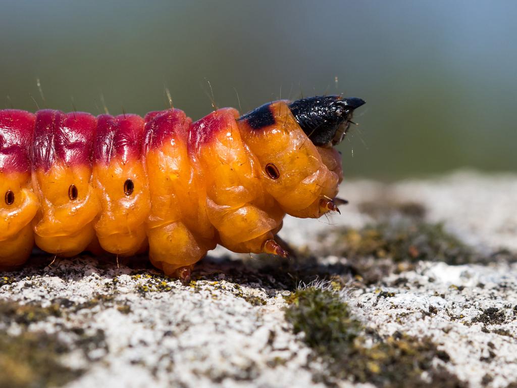 Goat moth (caterpillar) by Tamás Nestor