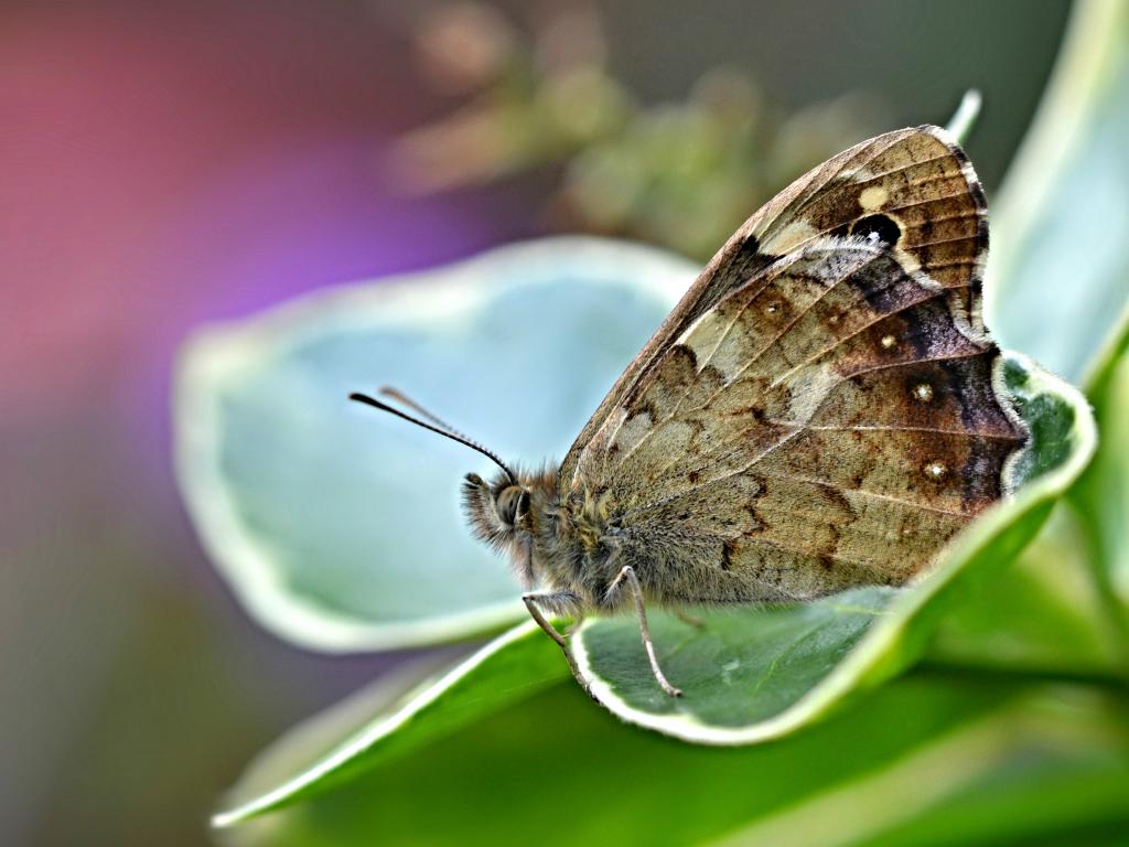 Speckled Wood (underwing) - Andrew Cooper