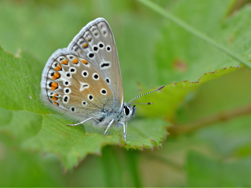 Common Blue (male/underwing) - Andrew Cooper