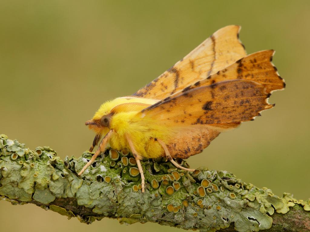 Canary-shouldered Thorn by Iain Leach