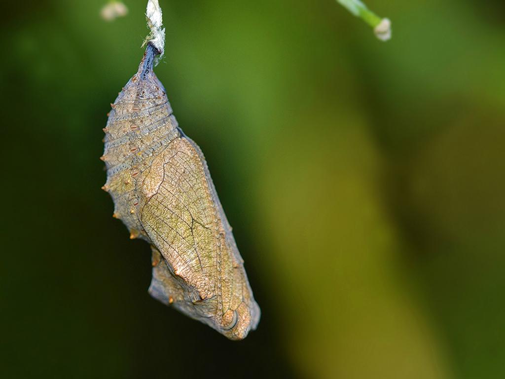 Red Admiral (pupa) by Andrew Cooper