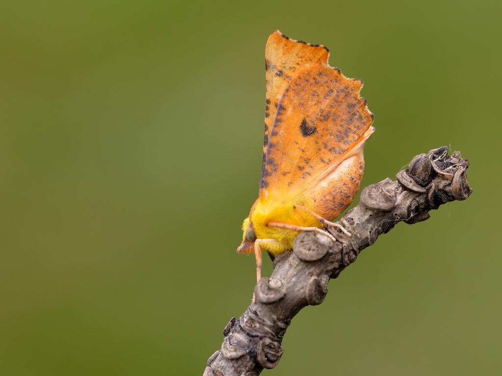 Canary-shouldered Thorn (underwing) by Bob Eade