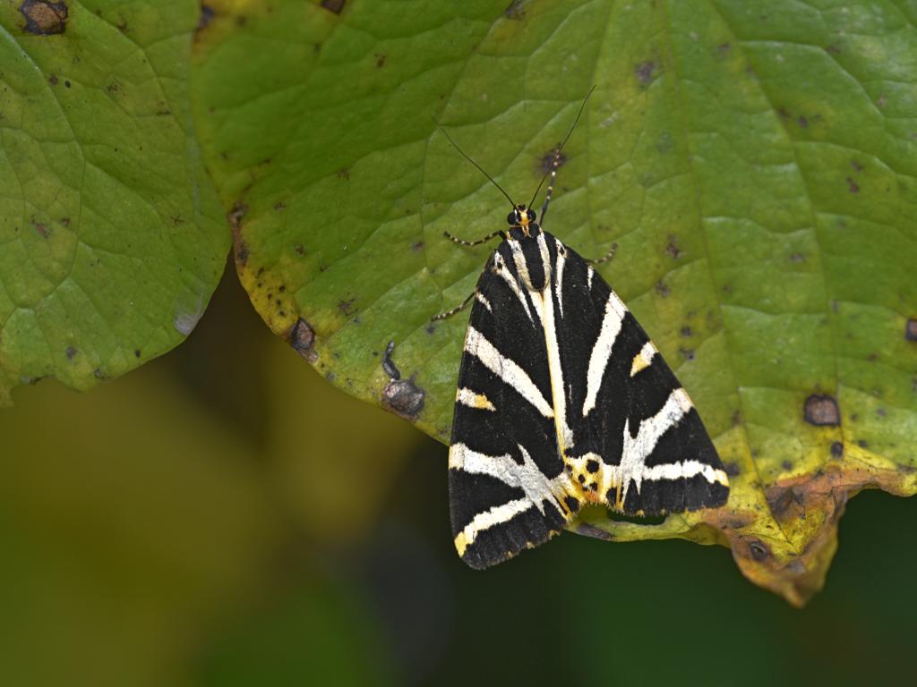 Jersey Tiger by Andrew Cooper