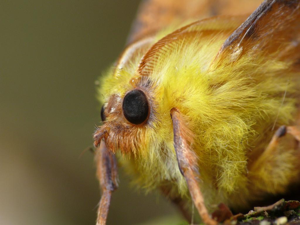 Canary-shouldered Thorn (closeup) by Patrick Clement